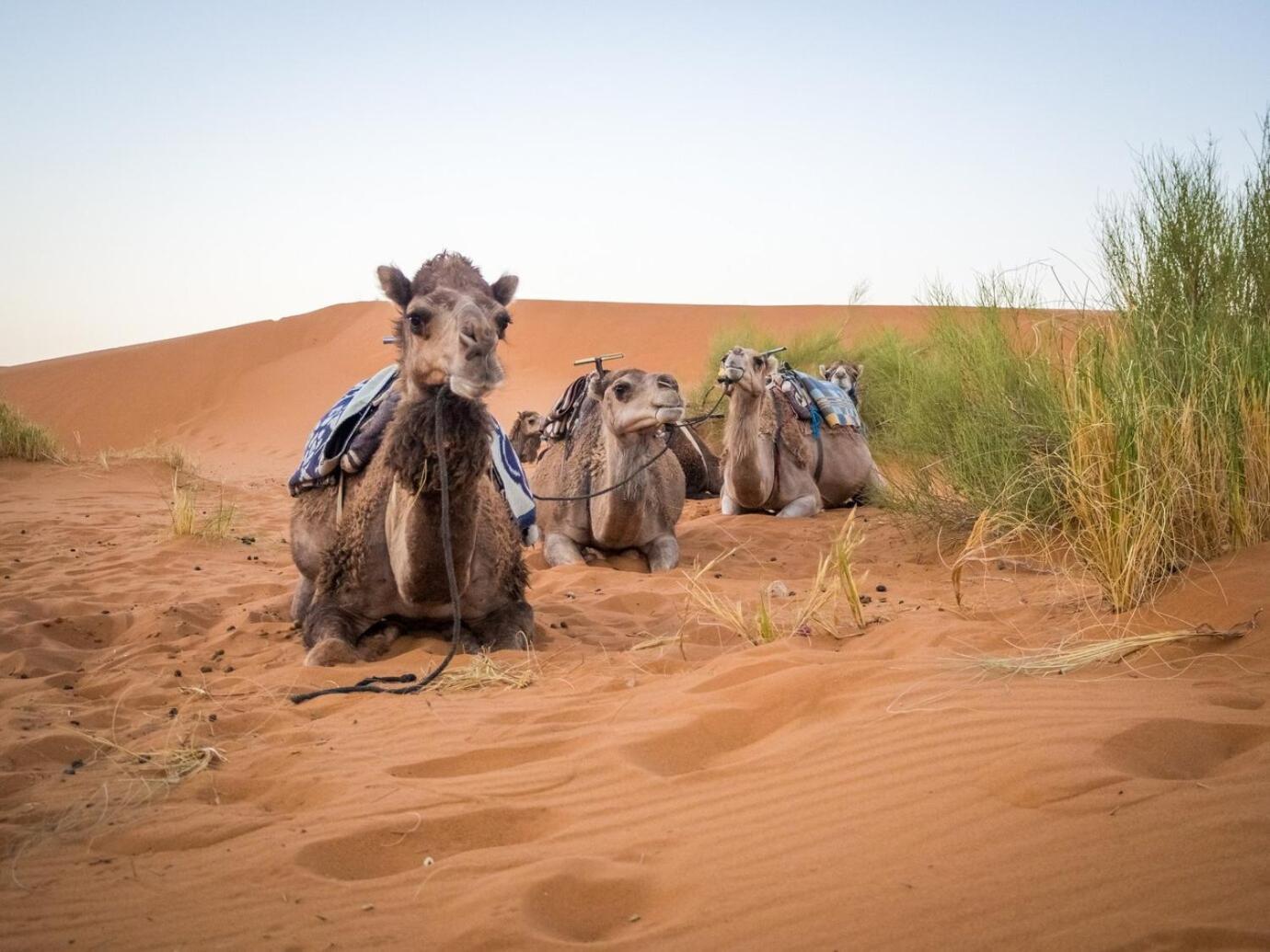 Aladdin Merzouga Camp ภายนอก รูปภาพ